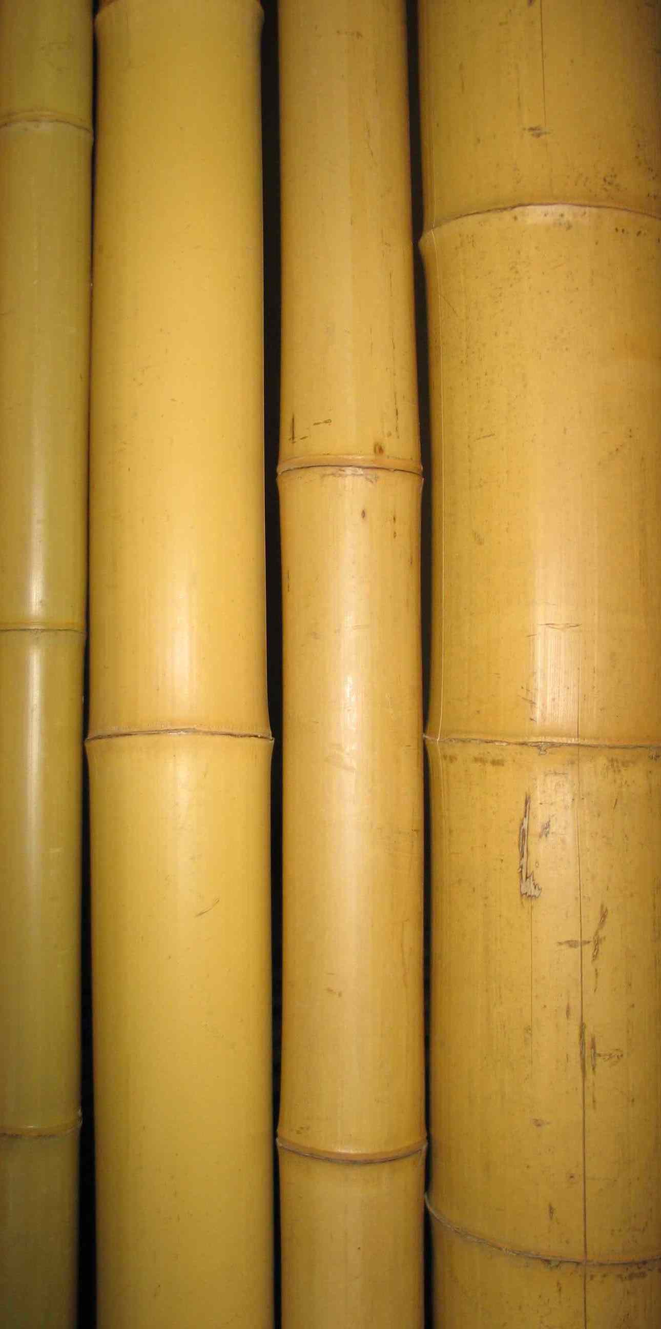 bambusy dekoracyjne
